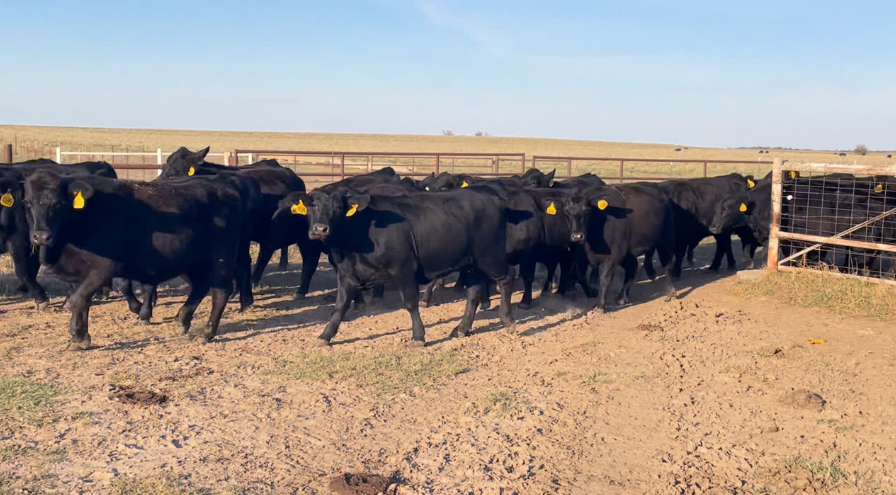 Folks, if you’re down South, here’s your group of bred heifers.- BH1110B5